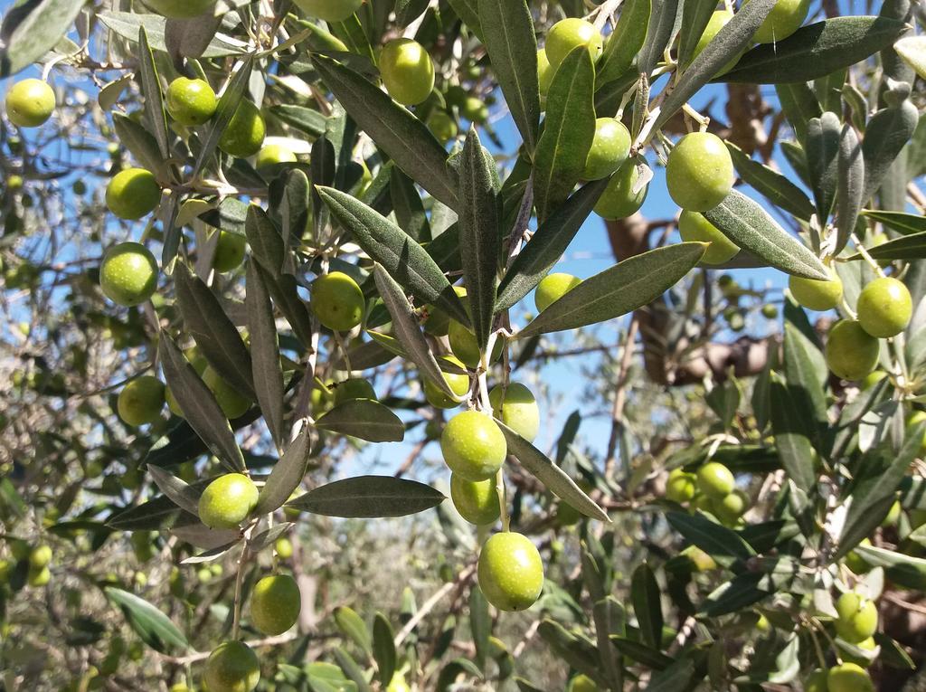 Tenuta Colverano 蒙特法尔科 外观 照片